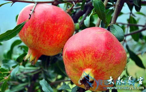 �����ܳ�ʯ����