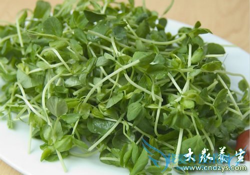 �и����Գ��㶹����