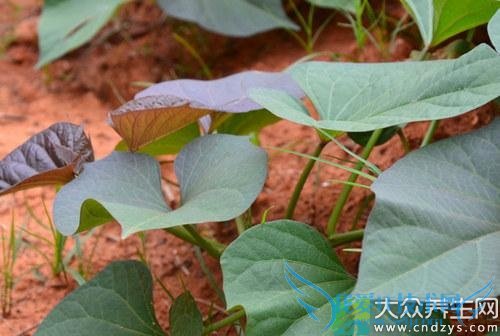 �������ܳԷ���Ҷ��