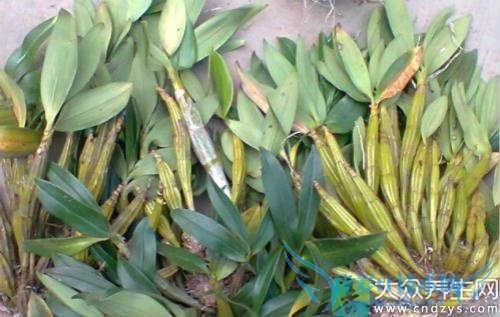 �������ܳ�ʯ����