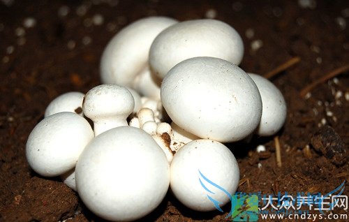 �������ܳԿ�Ģ�� 