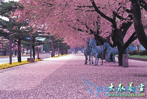 �ձ����˳��ٵ�����(1)