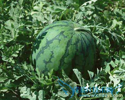  �����������ô�죬��ôʳ�Ʊ�����(2)