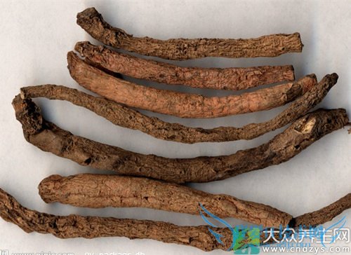 �����ܳ���é��  