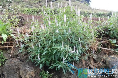 �����ܳ�޽����