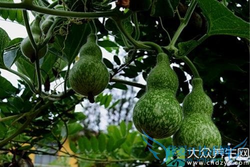 �����ܳԺ�«��