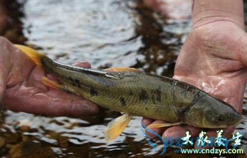 ��Ѫѹ�ܳ�������