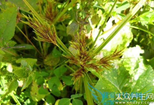 ��Ѫѹ�����ܳ��㸽��