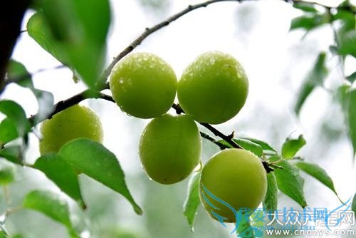 �����ܳ���÷��