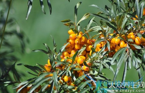 ��Ѫѹ�ܳ�ɳ����