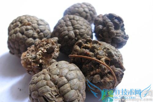 �����ܳԲݹ���