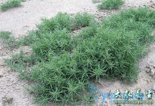 ��Ѫѹ�ܳԼ�����