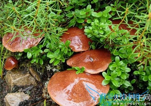  �и��ܳ�ţ�ξ��� 