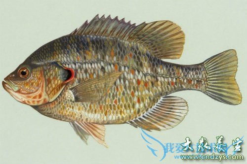 �и����Գ�̫������