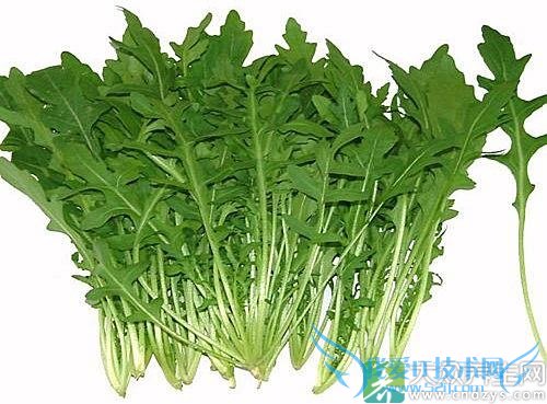 ��Ѫѹ�ܳ�֥�����