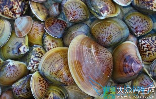 �����ܳ�ĵ����