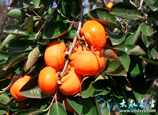 ���ʺ��и��Ե�����ˮ��(2)