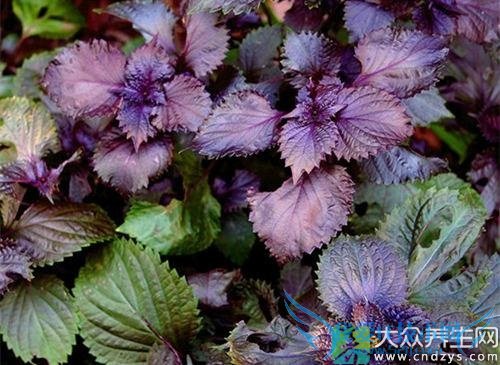 �����ܳ�������