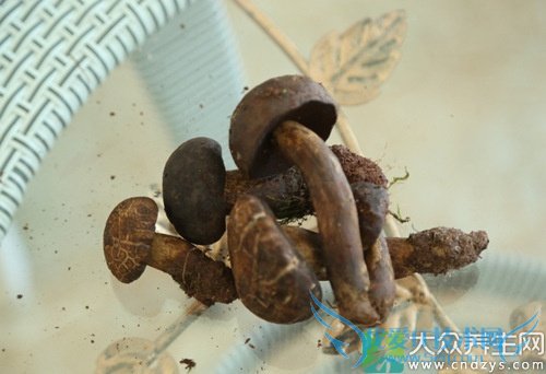 ��Ѫѹ�ܳ�ţ�ξ���