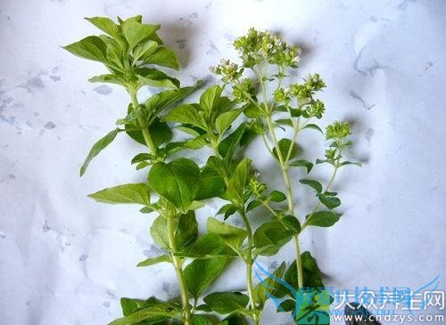 �����ܳ�ţ���� 