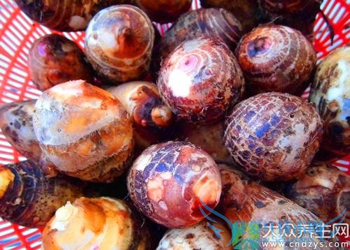 �����ܳ���ͷ��