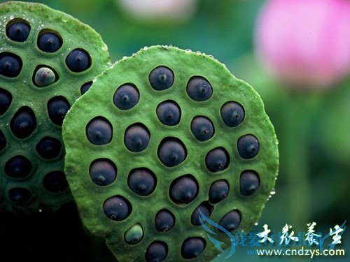 8��ʳ��������׳���ֳ־�(2)