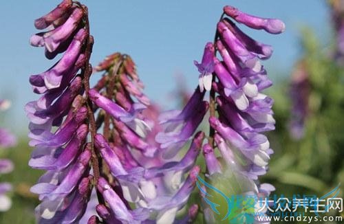 Ƥ�������ܳ���ޣ��