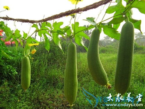 ��Ѫѹ�ܳ�˿����