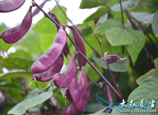 ׳�������͵óԶ����߲�(1)