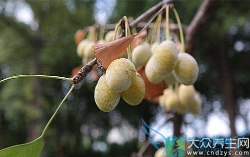 �����ܳ����ӹ���