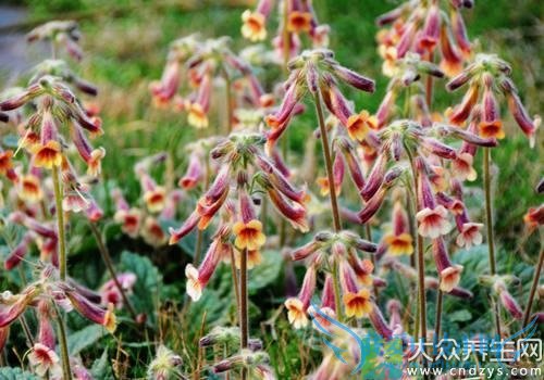 ��Ѫѹ�ܳԵػ���