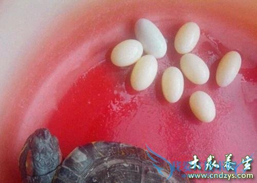 �����ܳ��ڹ군�� 