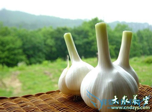 ���ɲ�֪�����˽�����������10��ʳ��(5)