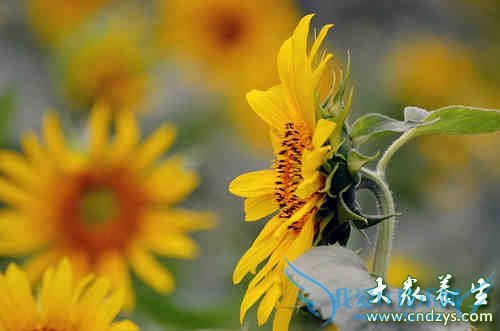 ��ѹǿ���Ÿ�ҩ�跽(3)