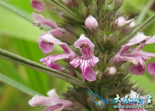 �¾��ڼ��ܳ���ĸ����