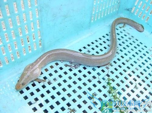 Ƥ�������ܳ���������