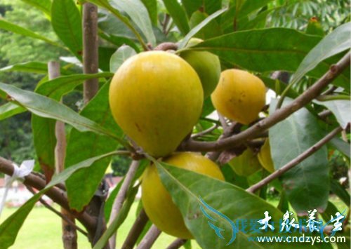 �и��ܳԵ��ƹ���