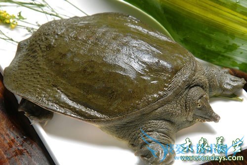 ʮ����ʳ���и�ʳ����Σ��(2)