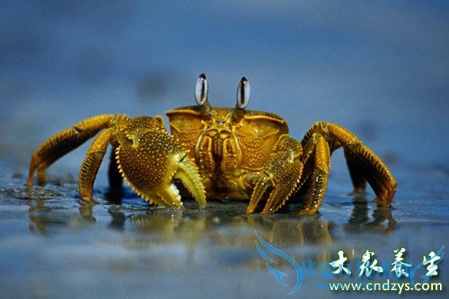 ʮ����ʳ���и�ʳ����Σ��(1)