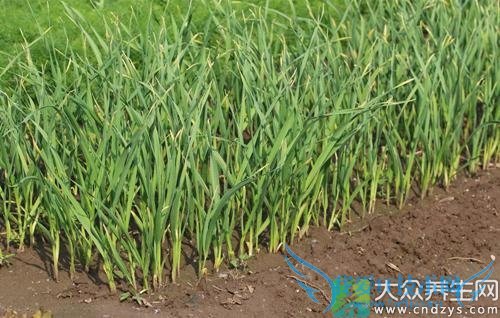 �����ܳ������� 