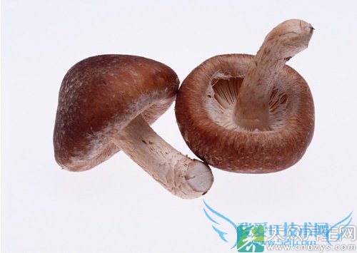 �����ܳ��㹽��