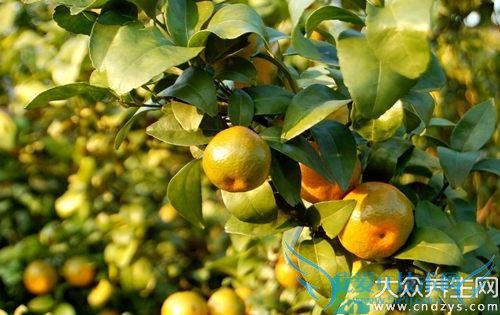 �����ܳԸ̽���