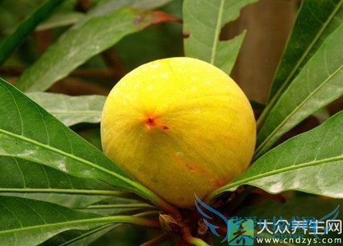 �����ܳԵ��ƹ���