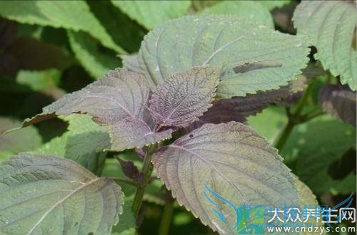 �����ܳ�����Ҷ��