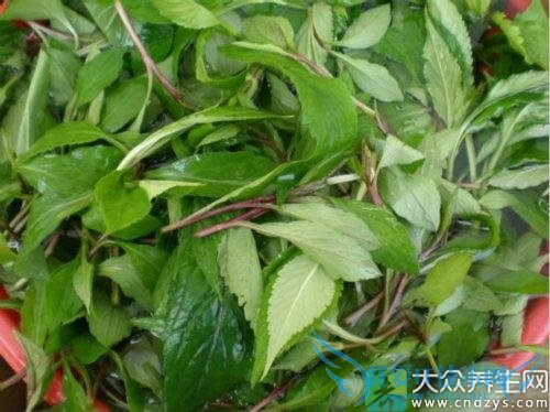 �������ܳ�������