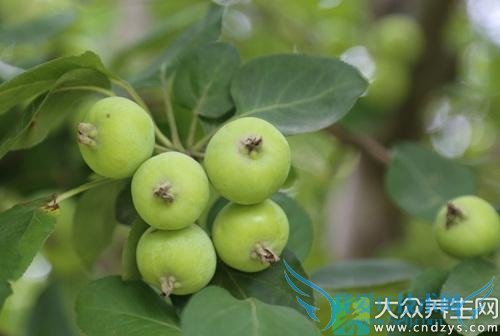 �������ܳԺ��Ĺ��� 