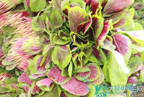 ��Ѫѹ�ܳ��Ȳ���