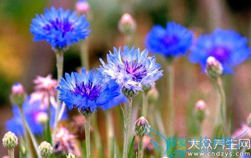 Ƥ�������ܳ��ϲ���