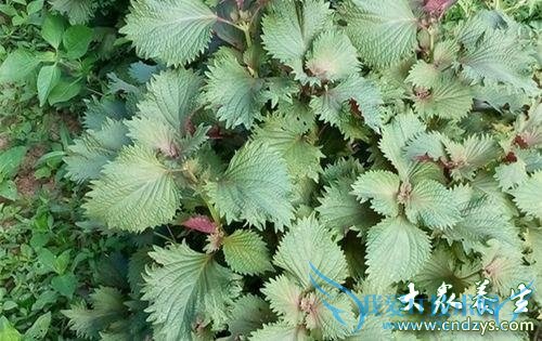 �����ܳ������� 