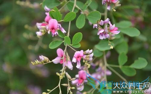 �������ܳԺ�֦����